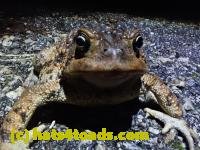 /home//u458753944/public_html/sourcegallery/////////////Roxborough Toad Detour/2021/2021-03-28/P3280083.JPG
